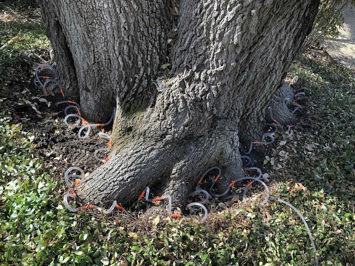 Detailed Tree Cabling and Bracing job site in Morristown