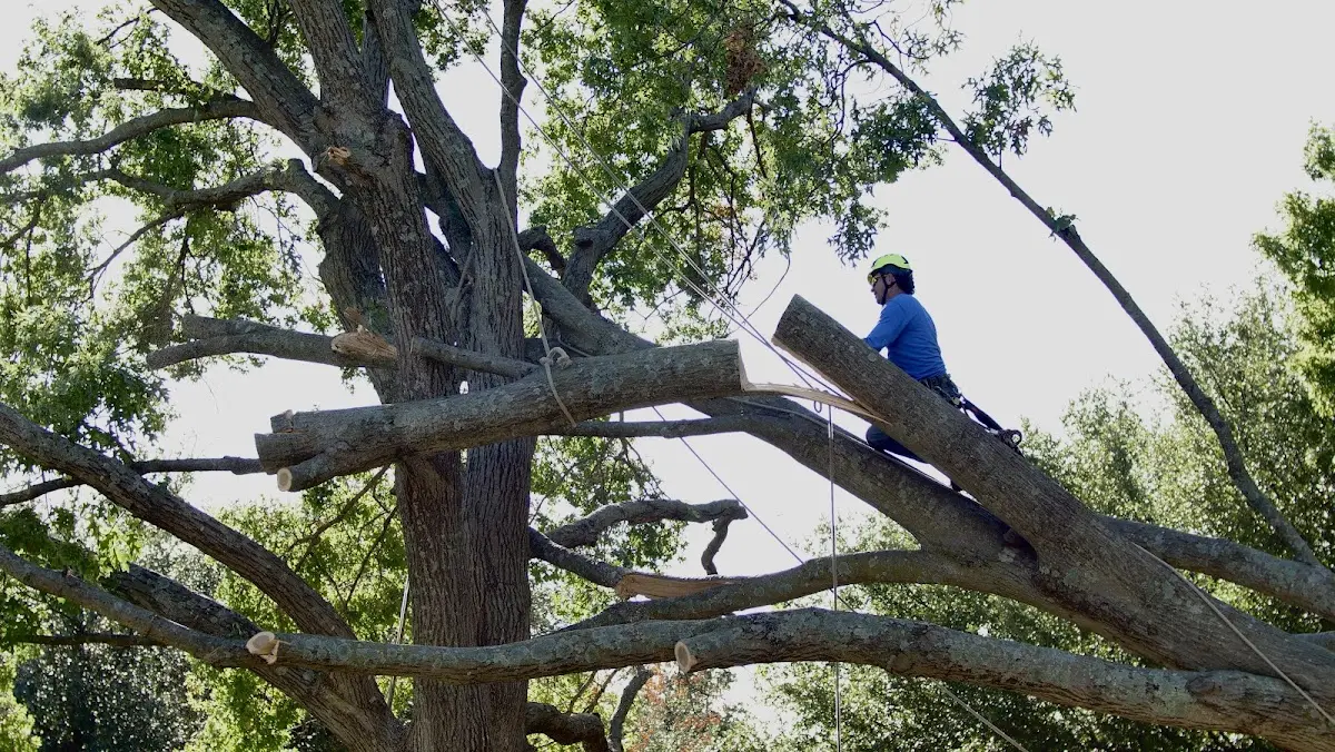 Professional Crown Thinning performed by certified arborists in Morristown